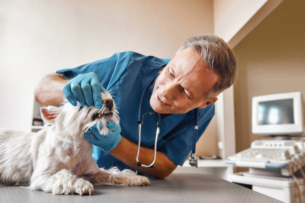 Best Weekend Emergency Dentist in Pierce City, MO